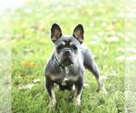 Small Photo #1 French Bulldog Puppy For Sale in EPHRATA, PA, USA