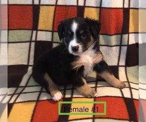 Miniature Australian Shepherd Puppy for sale in NATURITA, CO, USA
