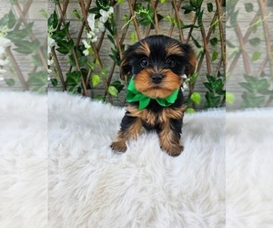 Yorkshire Terrier Puppy for sale in INDIANAPOLIS, IN, USA