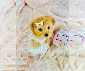 Poodle (Toy) Puppy for sale in TAMPA, FL, USA