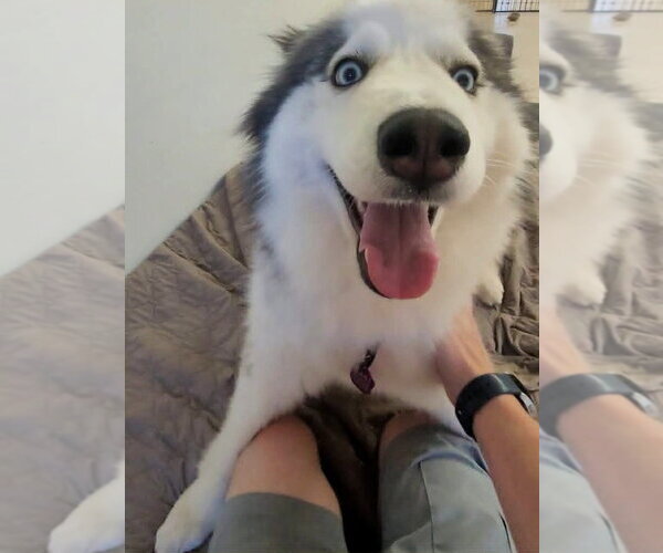 Medium Photo #2 Siberian Husky Puppy For Sale in Severn, MD, USA