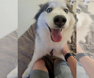 Eliza - ON HOLD - NO MORE APPLICATIONS - Female Siberian Husky Dog for Adoption - Photo #2