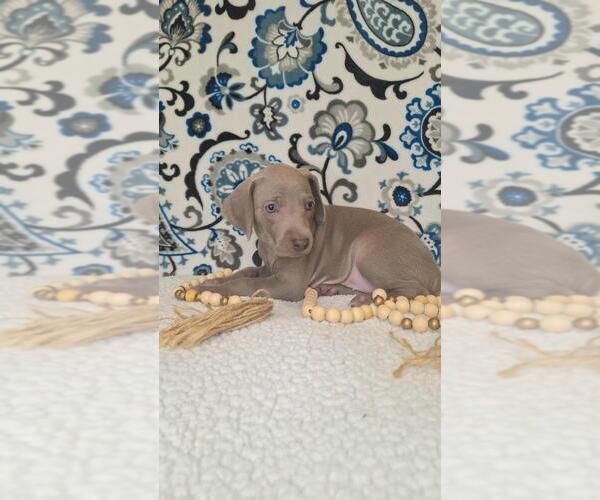 Medium Photo #3 Weimaraner Puppy For Sale in LEWISBURG, KY, USA