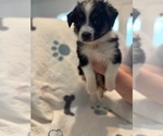 Small #5 Australian Shepherd