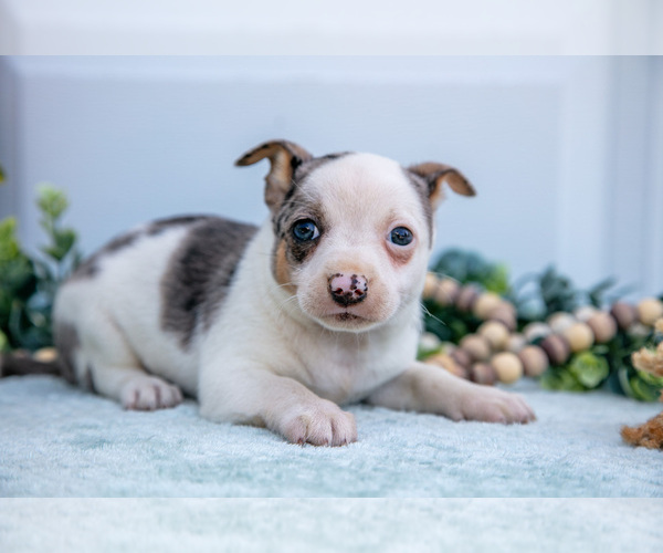 Medium Photo #5 Chihuahua Puppy For Sale in FREDERICKTOWN, OH, USA