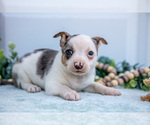 Small Photo #21 Chihuahua Puppy For Sale in FREDERICKTOWN, OH, USA