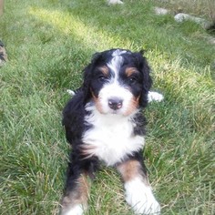 Bernedoodle Puppy for sale in ARVADA, CO, USA