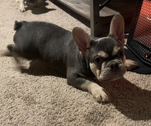 French Bulldog Puppy for sale in UNIONTOWN, OH, USA
