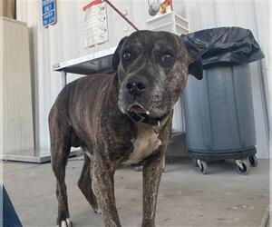 Mutt Dogs for adoption in Bakersfield, CA, USA