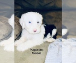 Small Photo #2 Sheepadoodle Puppy For Sale in CORYDON, IN, USA