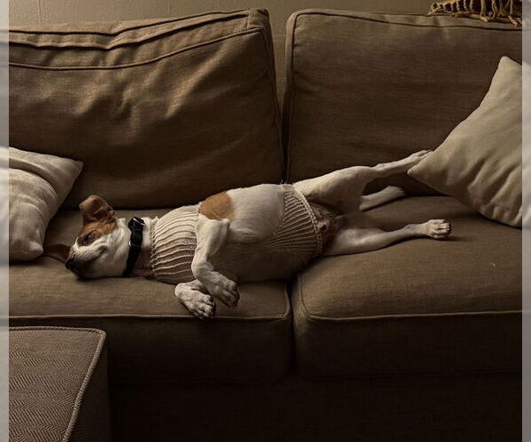 Medium Photo #24 Mutt Puppy For Sale in Philadelphia, PA, USA