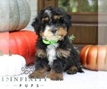 Small Bernedoodle (Miniature)