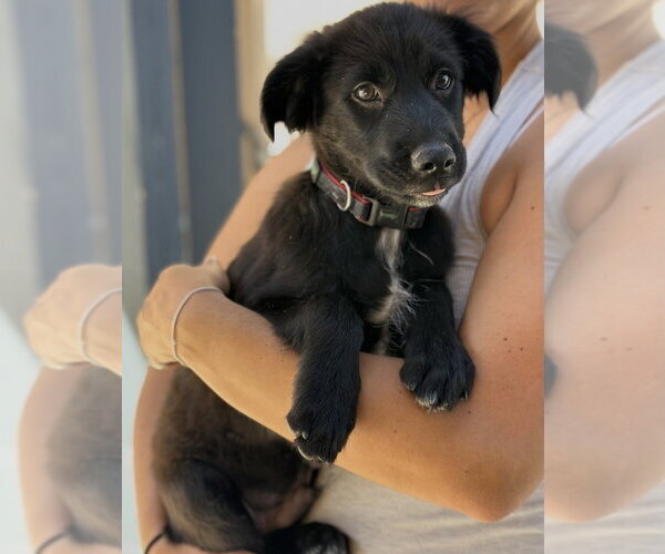Medium Photo #6 Colonial Cocker Spaniel-Unknown Mix Puppy For Sale in Dana Point, CA, USA