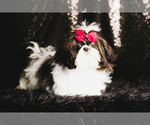 Puppy Little Dude AKC Shih Tzu