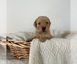 Puppy Mirror Golden Retriever