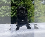 Puppy Black Female 1 Cane Corso