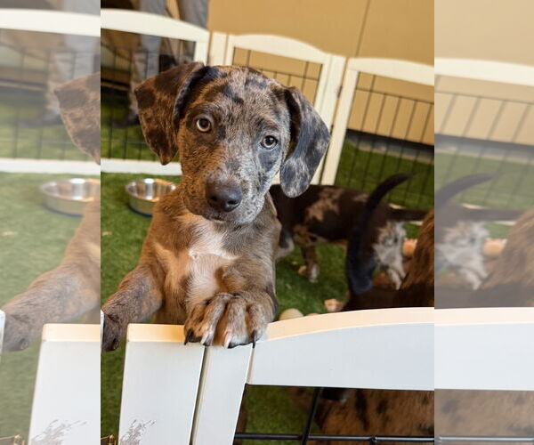 Medium Photo #1 Catahoula Leopard Dog-Unknown Mix Puppy For Sale in Sanford, FL, USA