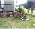 Small Photo #2 German Shepherd Dog Puppy For Sale in DALTON, OH, USA