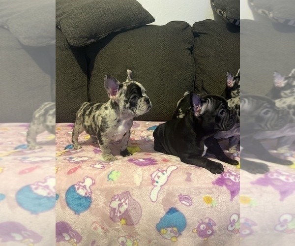Medium Photo #9 French Bulldog Puppy For Sale in OCALA, FL, USA