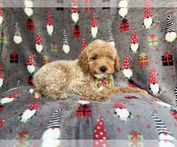 Medium Photo #3 Cock-A-Poo Puppy For Sale in LAKELAND, FL, USA