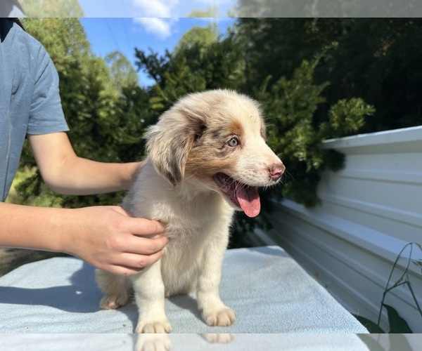 Medium Photo #7 Australian Shepherd Puppy For Sale in HYDEN, KY, USA