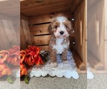 Puppy Scotty Cavapoo