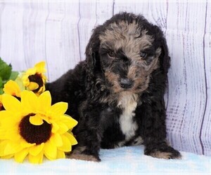Poodle (Miniature)-Sheepadoodle Mix Puppy for sale in FREDERICKSBG, OH, USA