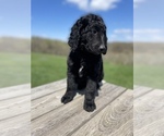 Small Photo #7 Labradoodle Puppy For Sale in CHARITON, IA, USA