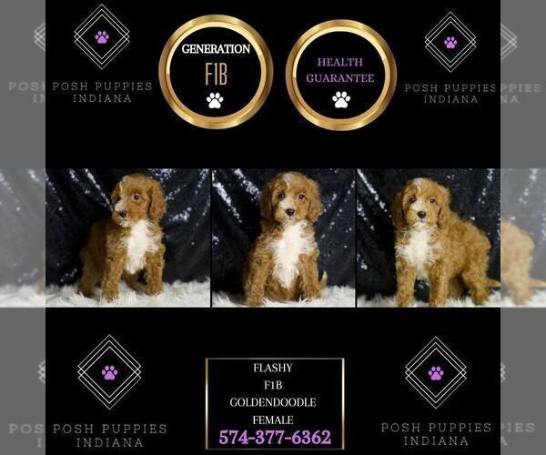 Medium Photo #5 Goldendoodle (Miniature) Puppy For Sale in WARSAW, IN, USA