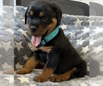 Small #4 Rottweiler