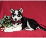 Small Photo #2 Siberian Husky Puppy For Sale in QUARRYVILLE, PA, USA