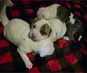 American Bulldog-American Staffordshire Terrier Mix Dogs for adoption in Frankenmuth, MI, USA