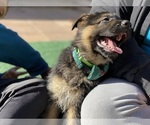 Puppy Mr Green German Shepherd Dog