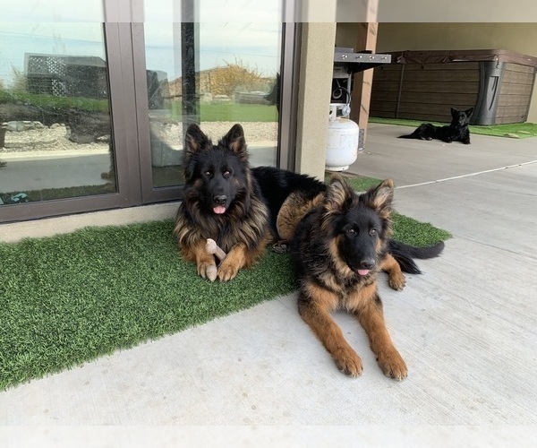 Medium Photo #25 German Shepherd Dog Puppy For Sale in PINON HILLS, CA, USA