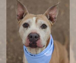 American Staffordshire Terrier Dogs for adoption in San Antonio, TX, USA