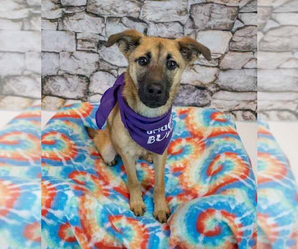 Medium Photo #4 Mutt Puppy For Sale in Kennesaw, GA, USA