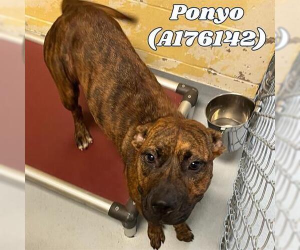 Medium Photo #1 American Pit Bull Terrier Puppy For Sale in Tulsa, OK, USA