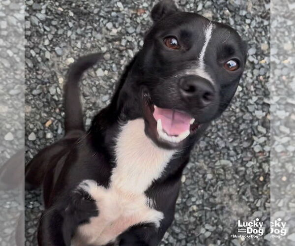 Medium Photo #2 Labrador Retriever-Unknown Mix Puppy For Sale in Washington, DC, USA