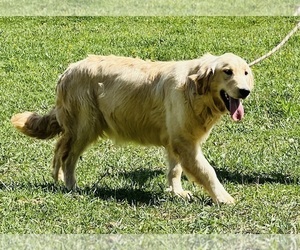 Mother of the Golden Retriever puppies born on 07/08/2026
