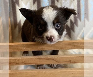 Miniature Australian Shepherd Puppy for sale in FORT MORGAN, CO, USA