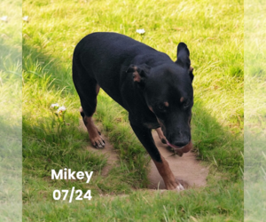 Beauceron-Unknown Mix Dogs for adoption in Orange Grove, TX, USA