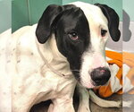 Small Great Dane-Labrador Retriever Mix