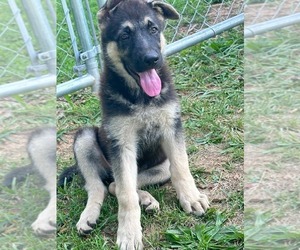 German Shepherd Dog Puppy for sale in KEARNEYSVILLE, WV, USA