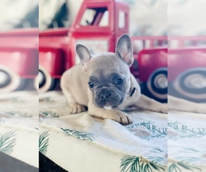 French Bulldog Puppy for sale in RICHLAND, IA, USA