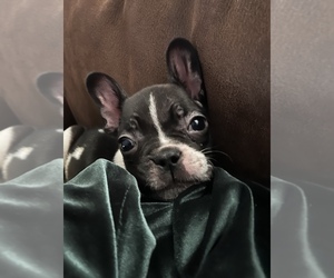 French Bulldog Puppy for sale in MEMPHIS, TN, USA