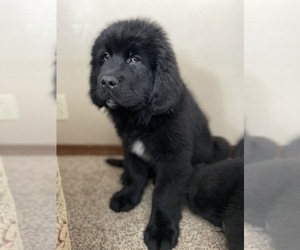 Newfoundland Puppy for sale in FINDLAY, OH, USA