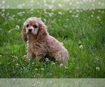 Small #12 Cocker Spaniel