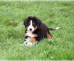 Small #3 Bernese Mountain Dog
