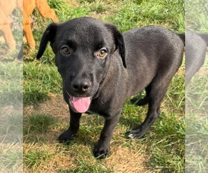Radley - Male Labrador Retriever-Unknown Mix Dog for Adoption - Photo #3