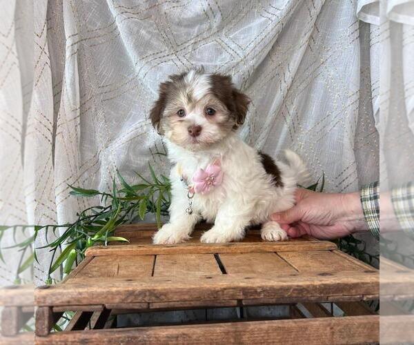 Medium Photo #1 Havanese Puppy For Sale in ORO VALLEY, AZ, USA